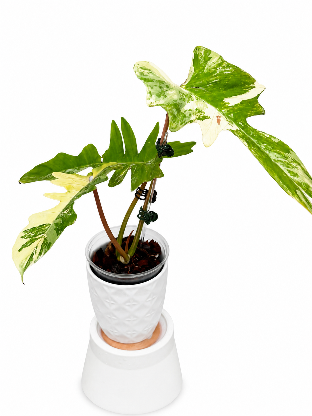 Philodendron Flobe x Mayoi Variegated