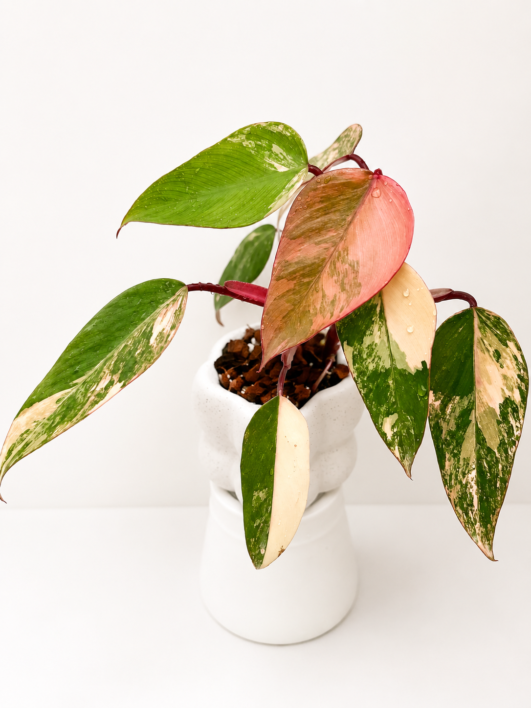Philodendron Strawberry Shake
