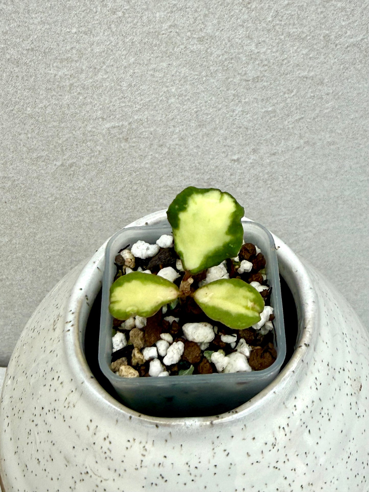 Hoya Kanyakumarian Variegated