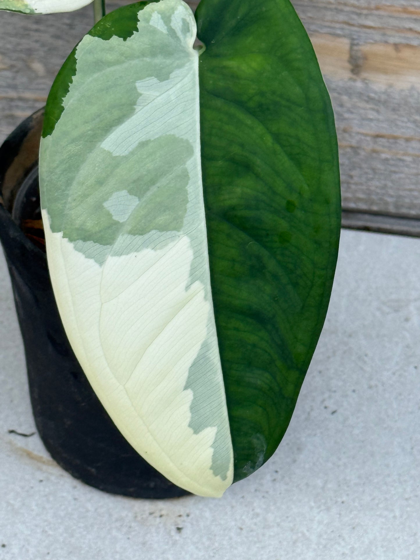 Syngonium Chiapense Variegated