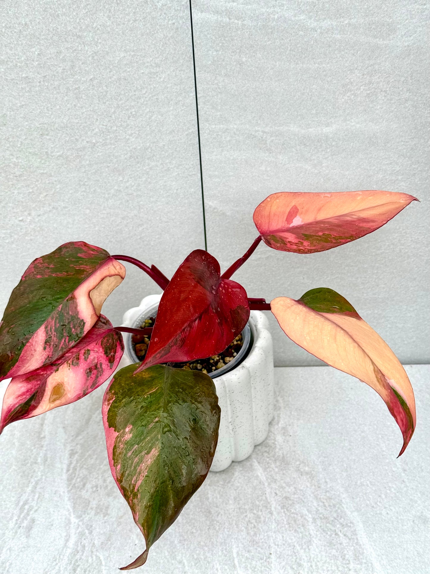 Philodendron Princess of Fire