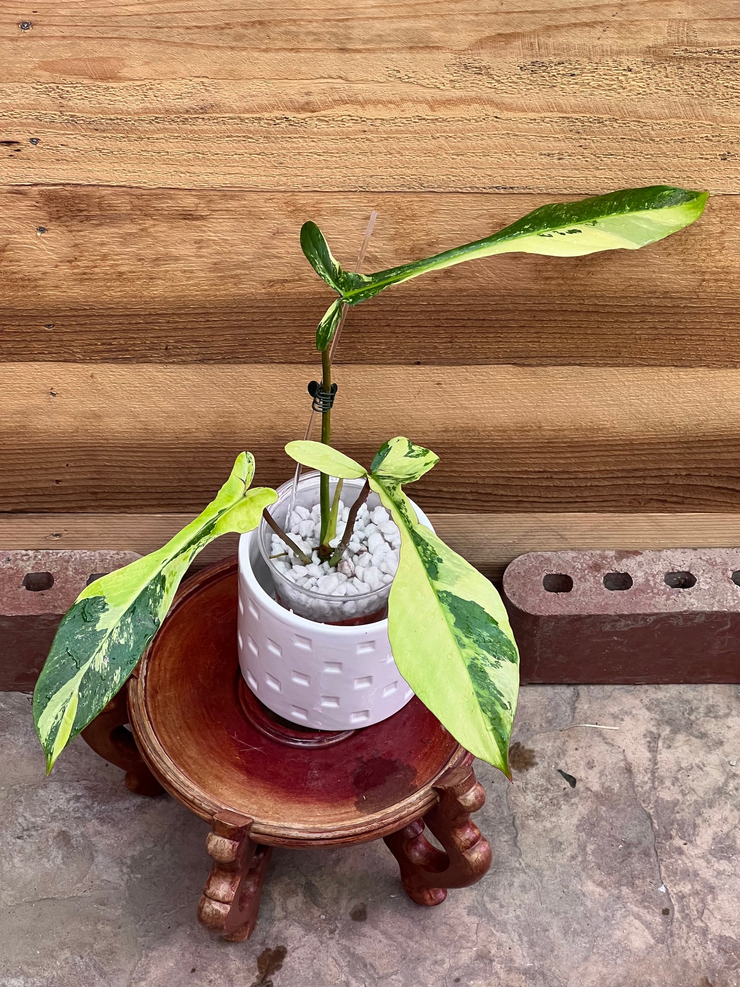 Philodendron Joepii Variegated