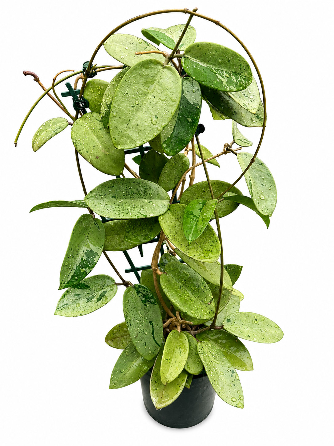 Hoya Silver Dollar unrooted cutting (grower’s choice - 1 node, 2 leaves)