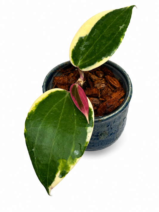 Hoya Latifolia Albo Round Form Variegated