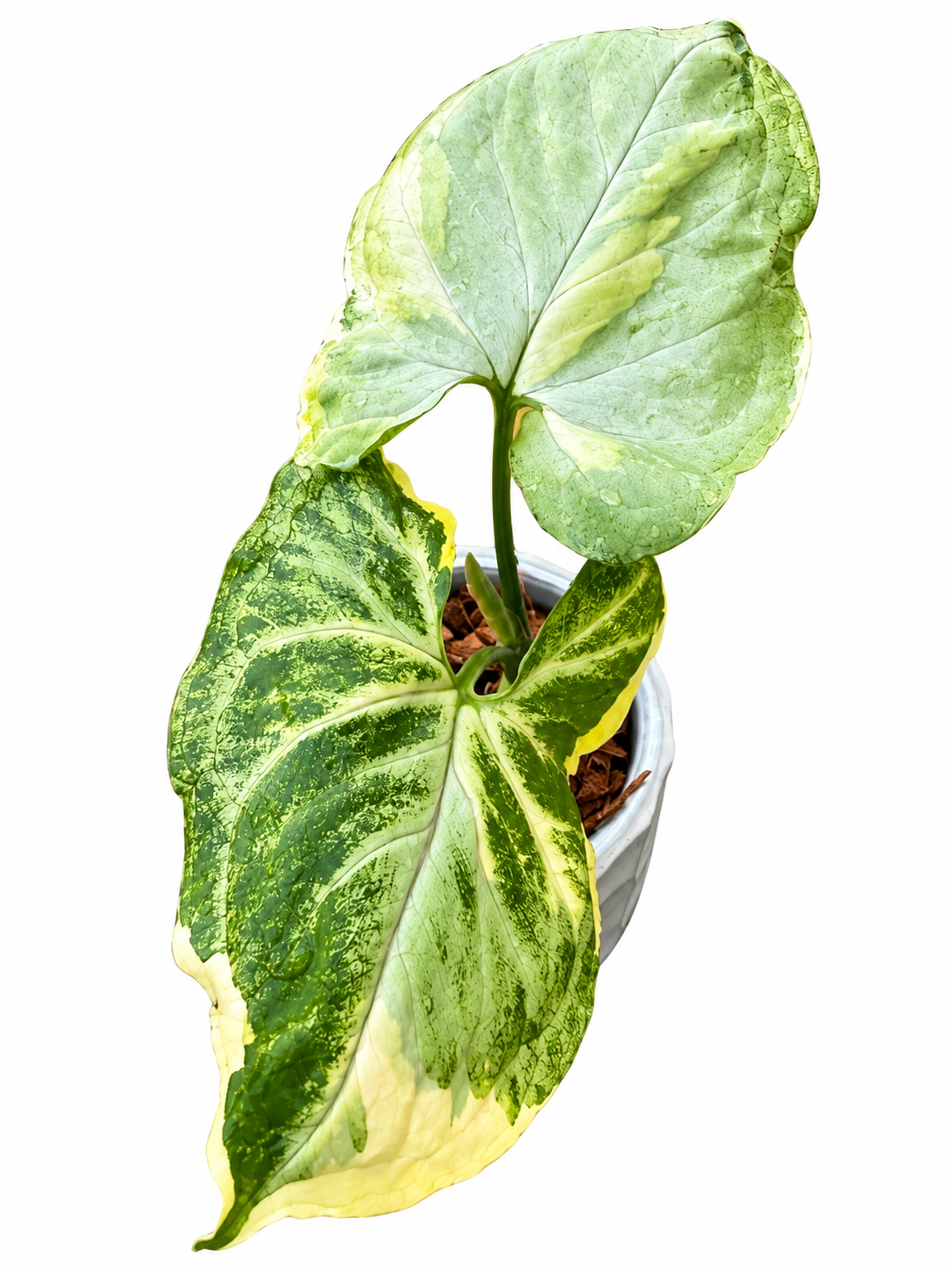 Syngonium Orm Thong / Mango Allusion Variegated – Rare Variegated Syngonium