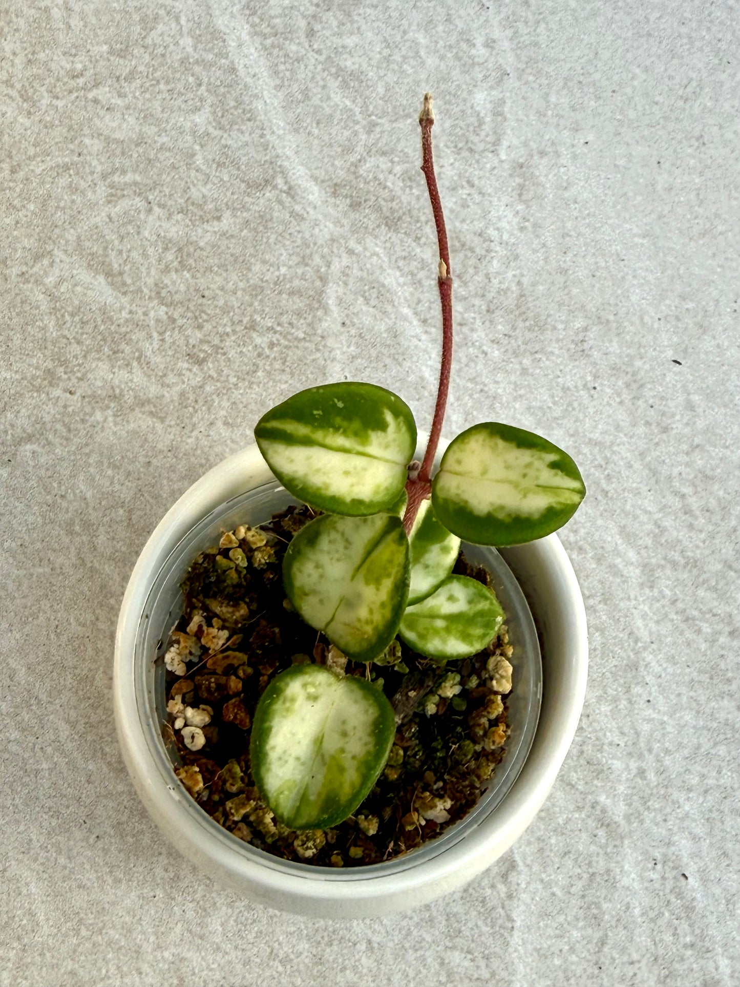 Hoya Mathilde Variegated