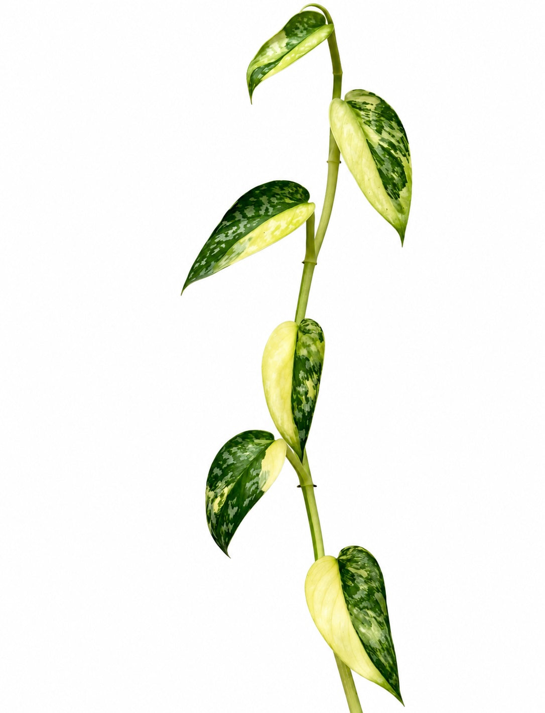 Scindapsus pictus ‘Lakambini’ – Rare Aroid Unrooted Cutting