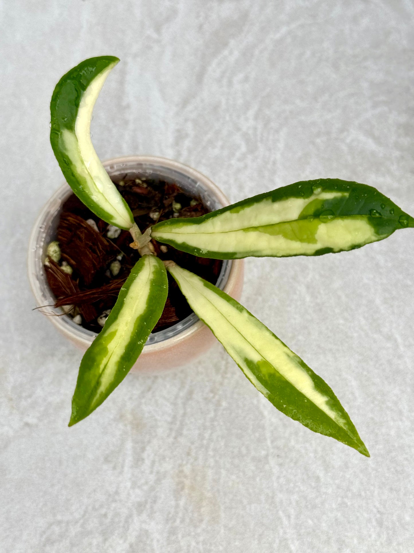 Hoya Rigidifolia variegated