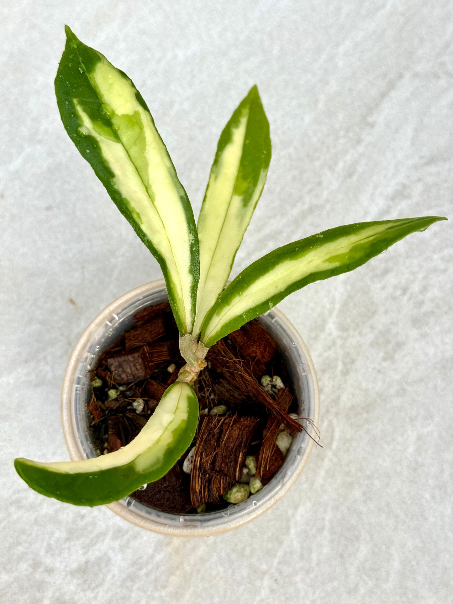 Hoya Rigidifolia variegated