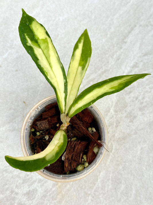 Hoya Rigidifolia variegated
