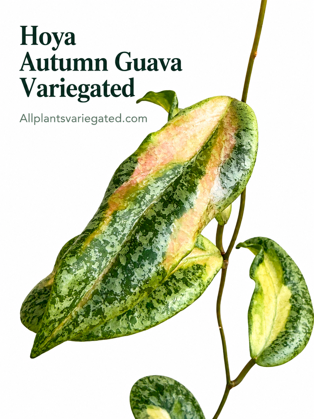 Hoya Autumn Guava Variegated