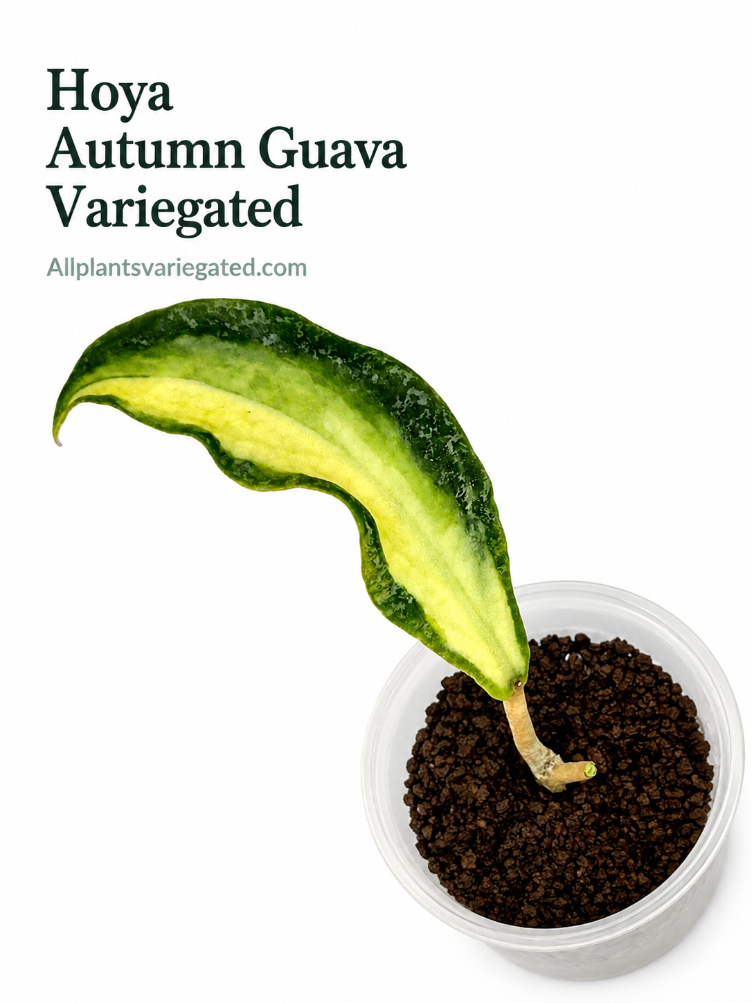 Hoya Autumn Guava 
