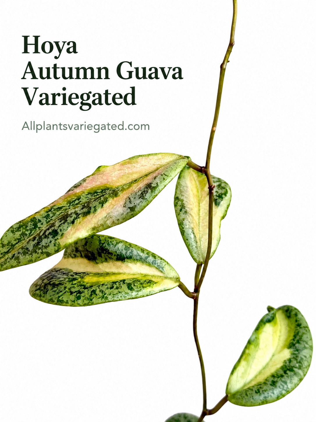Hoya Autumn Guava 