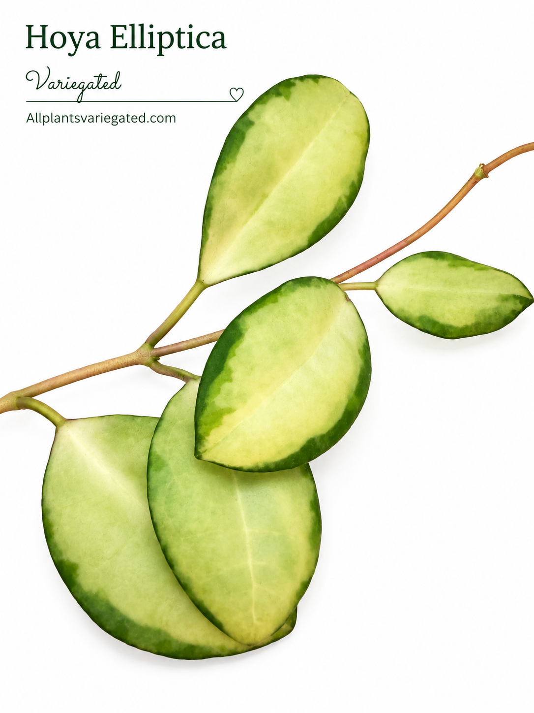 Hoya Elliptica Variegated