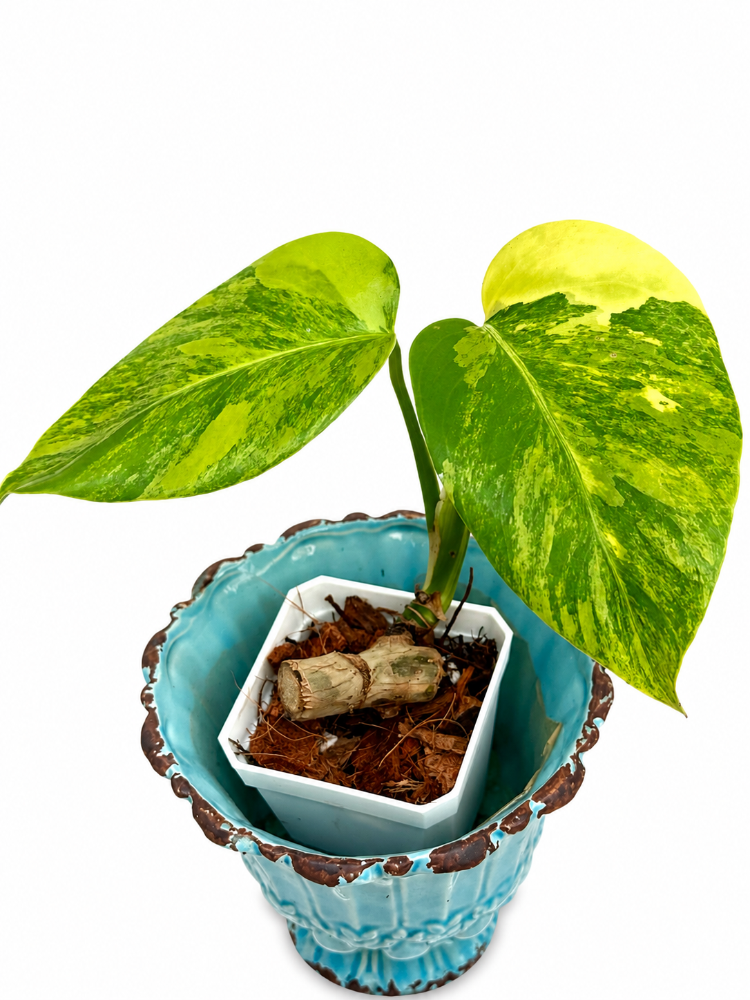 Monstera Aurea