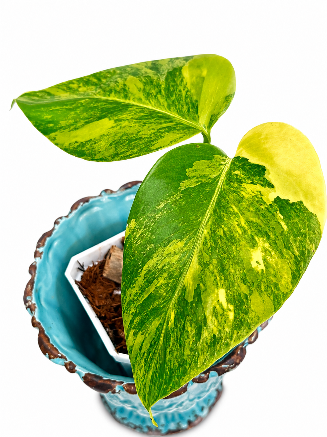 Monstera Aurea