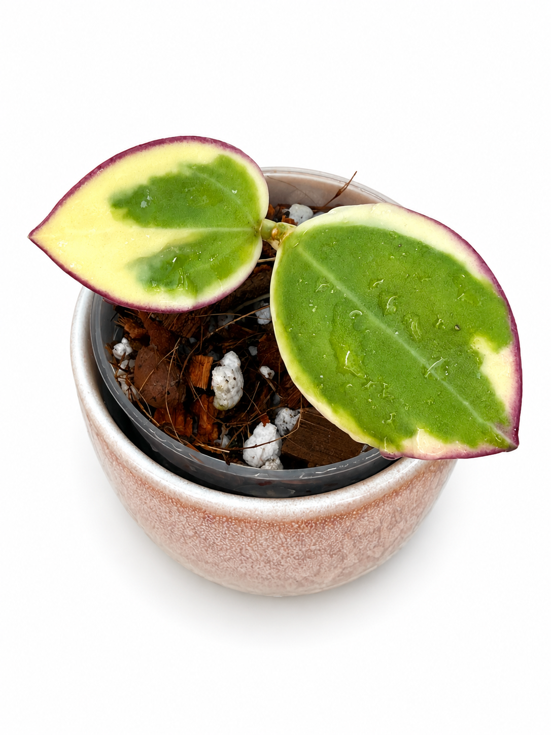 Hoya sp. Para Albo