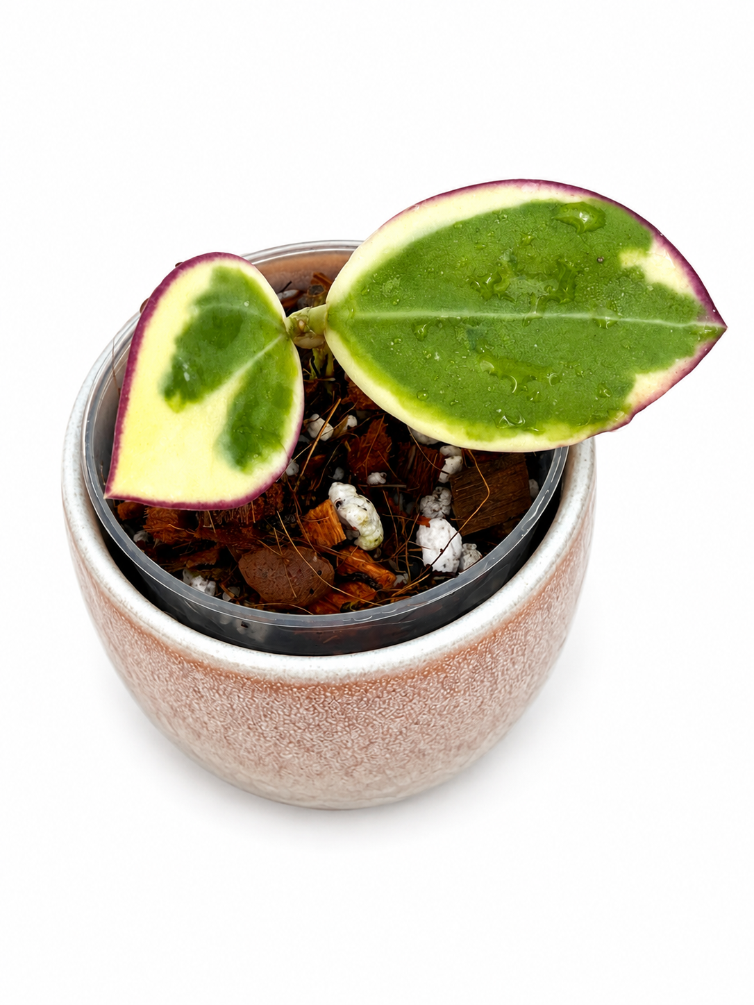 Hoya sp. Para Albo