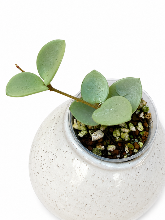 Hoya Grey Fairy