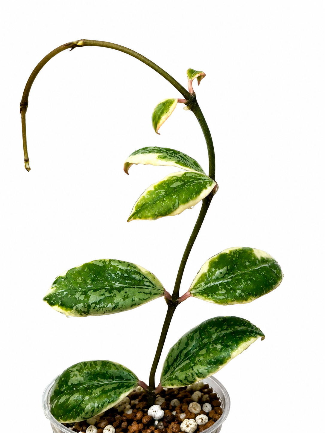 RARE Hoya Lacunosa Princess Lumina unrooted cutting (1 node, 2 leaves - grower’s choice)