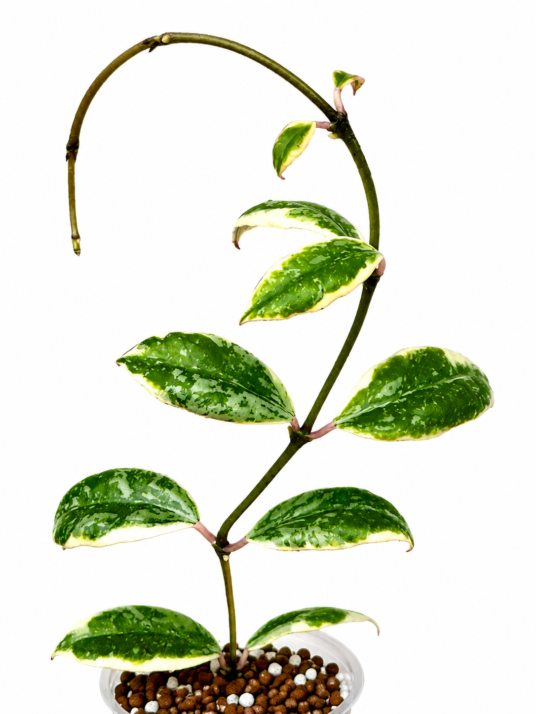 RARE Hoya Lacunosa Princess Lumina unrooted cutting (1 node, 2 leaves - grower’s choice)