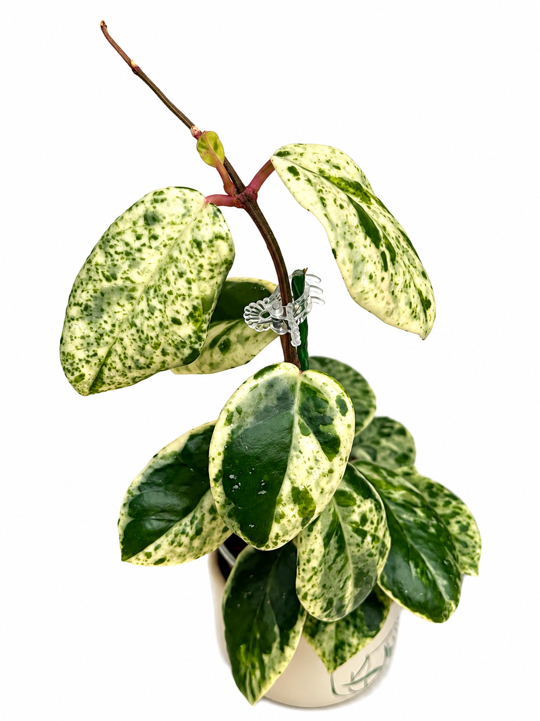 Hoya Madara Snow Angel unrooted cutting (1 node, 2 leaves - grower’s choice)