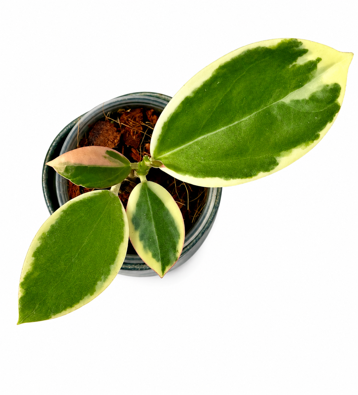 Hoya sp. Para Albo