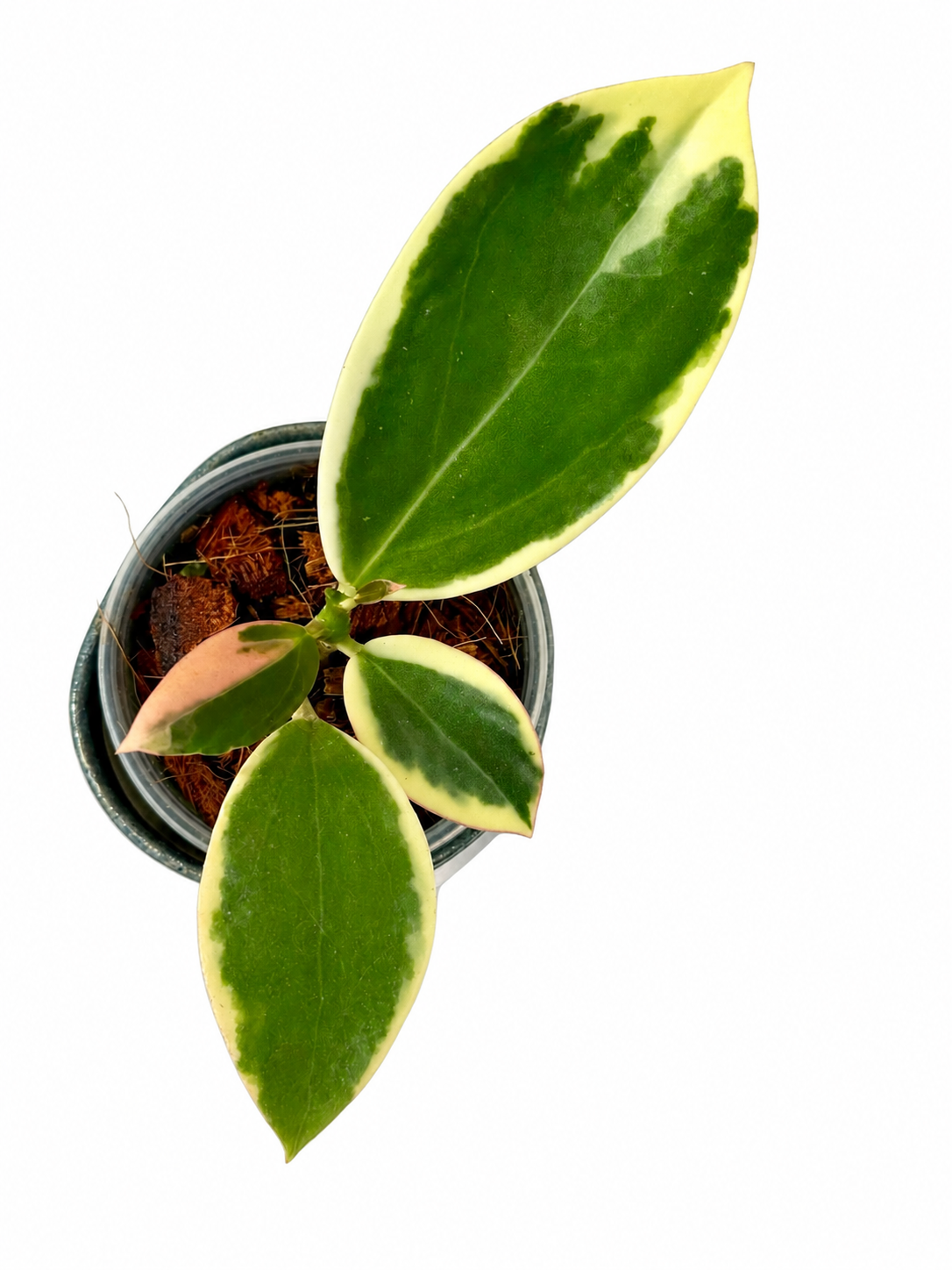 Hoya sp. Para Albo
