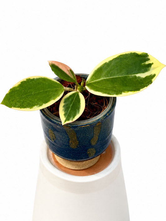 Hoya sp. Para Albo