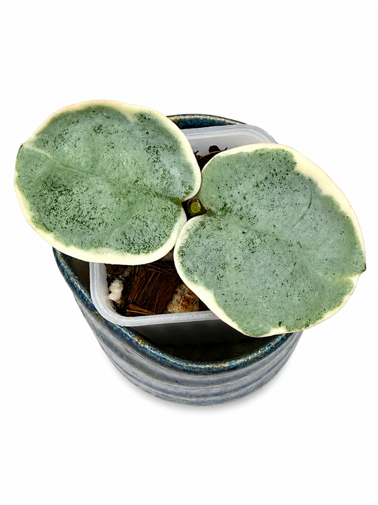 Hoya Argentea Picta