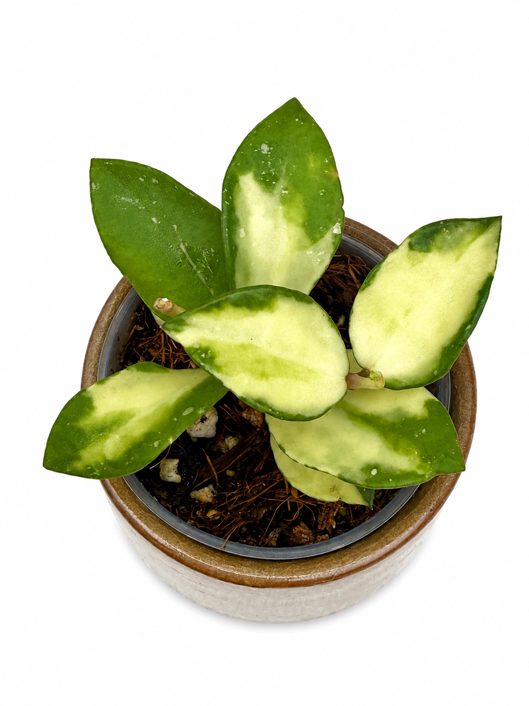 Hoya Lacunosa Minara Variegated