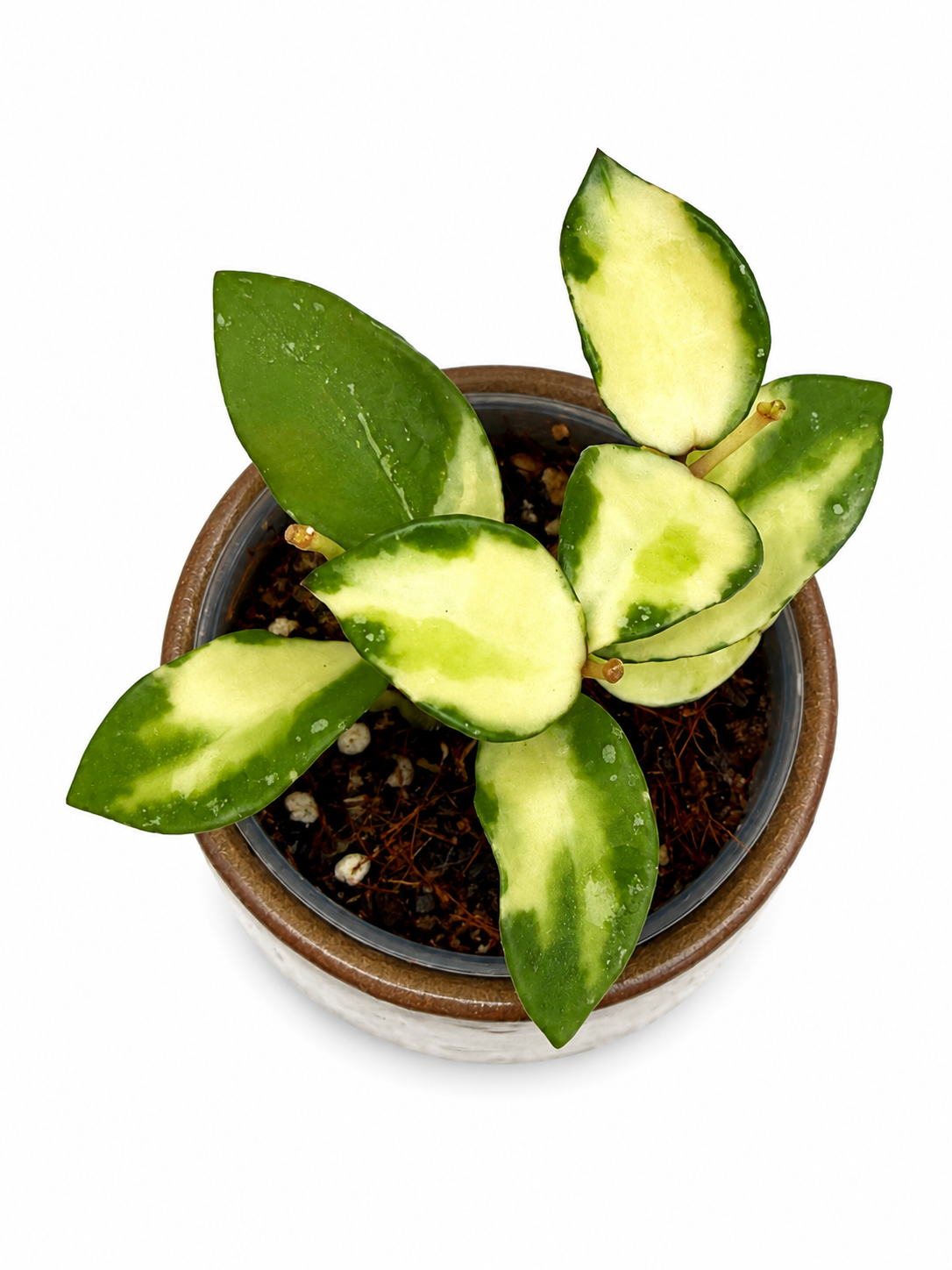 Hoya Lacunosa Minara Variegated