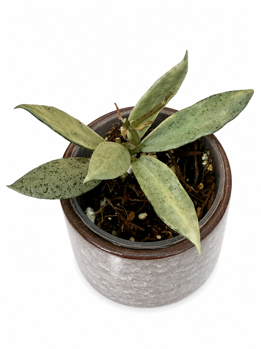 Hoya Winter Pandora