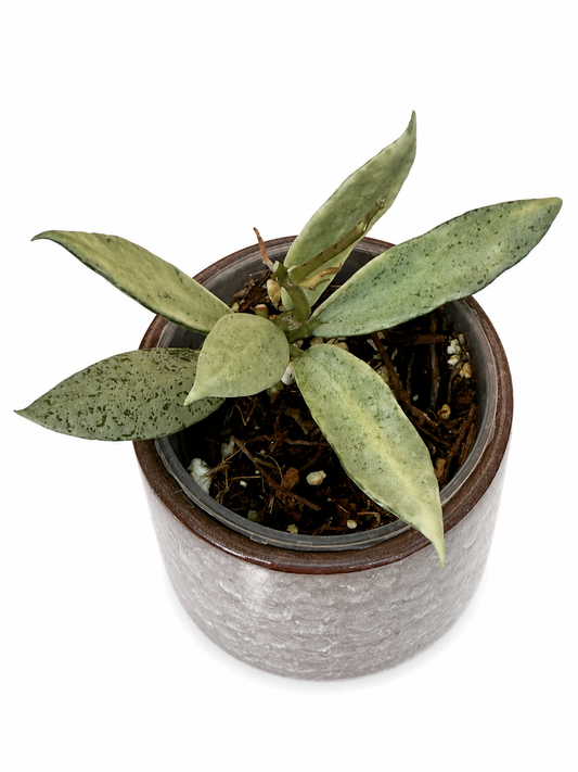 Hoya Winter Pandora
