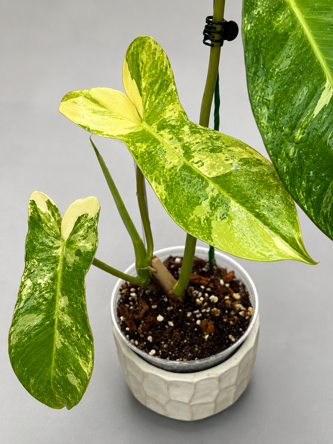 Philodendron Flobe x Paraiso