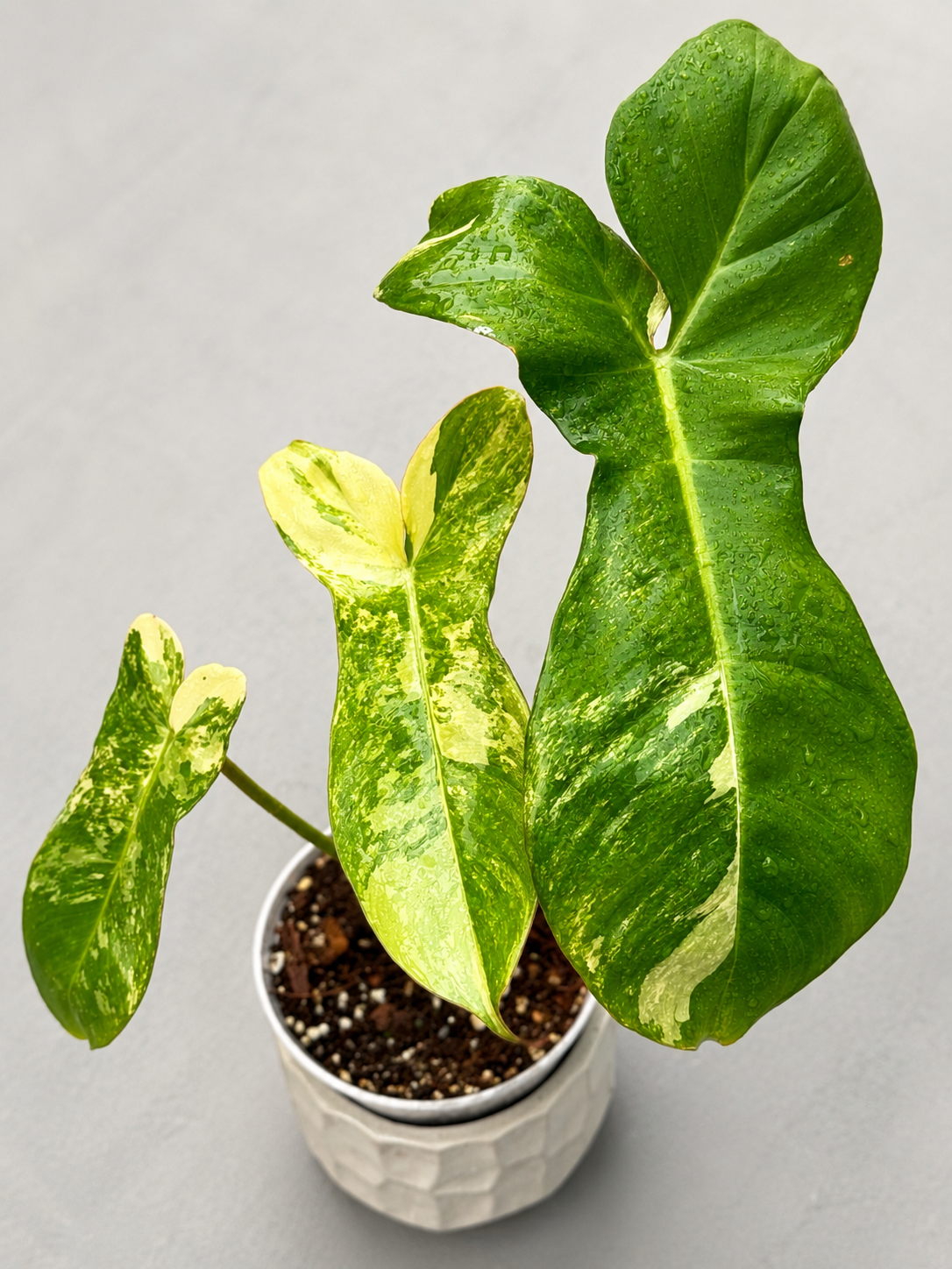 Philodendron Flobe x Paraiso