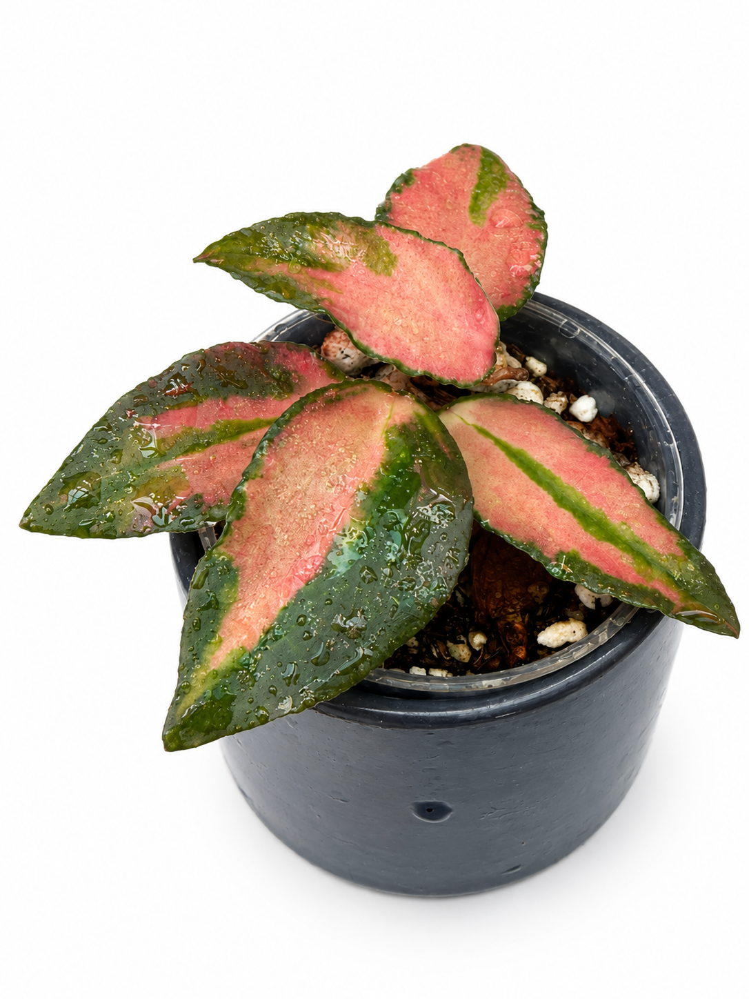 Hoya Caudata Variegated
