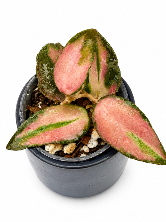 Hoya Caudata Variegated