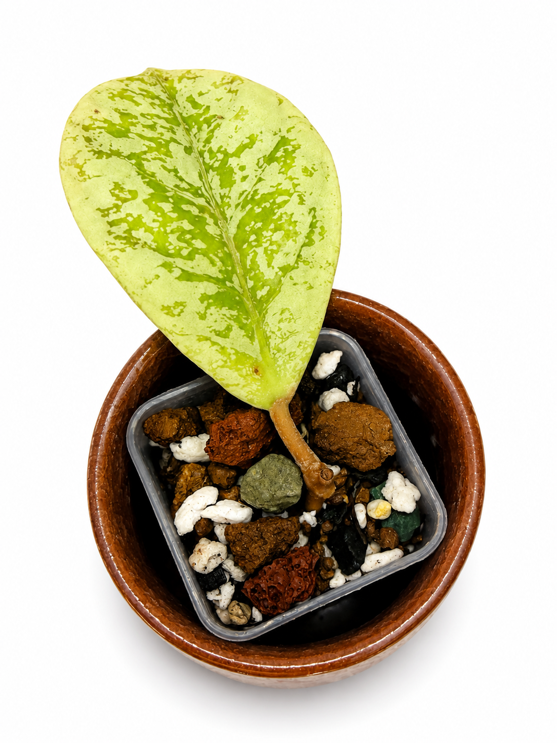 Hoya Lorelai