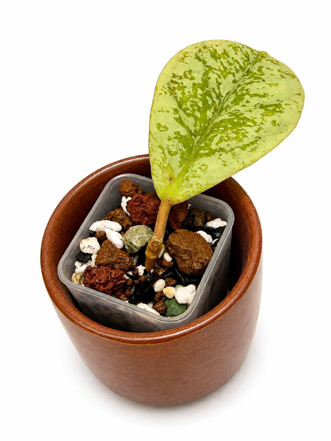 Hoya Lorelai