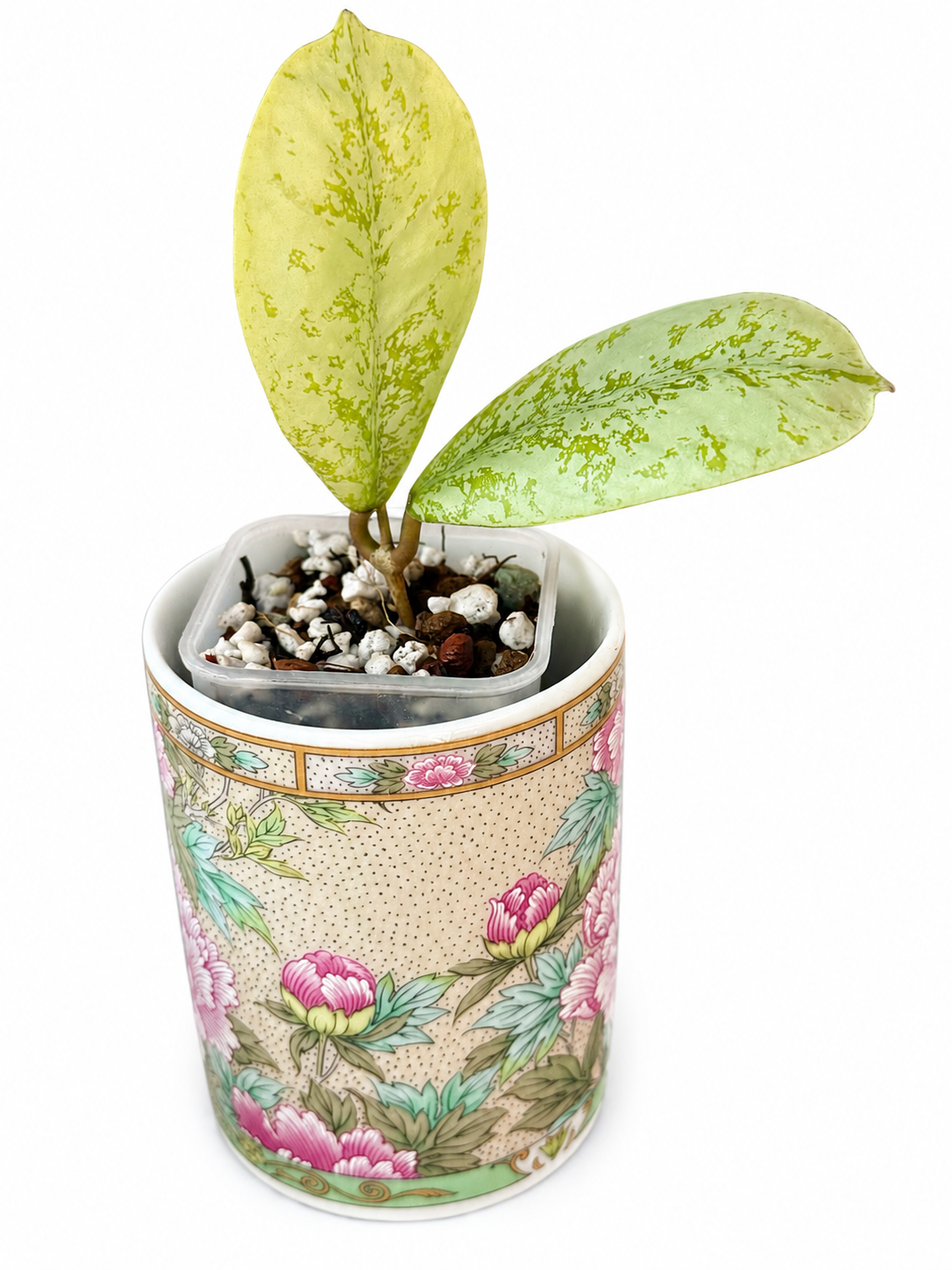 Hoya Lorelai