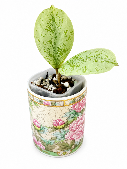 Hoya Lorelai