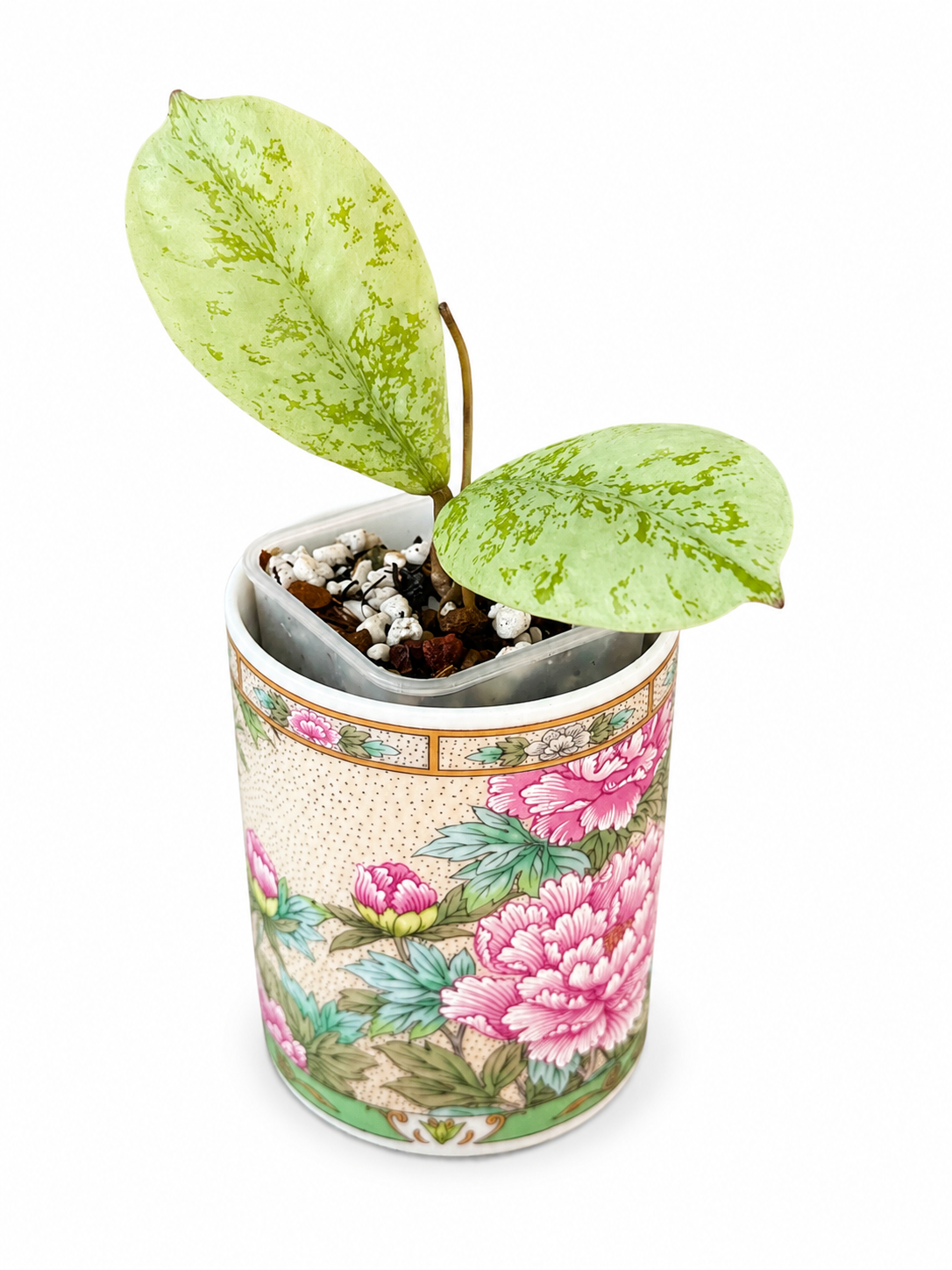 Hoya Lorelai