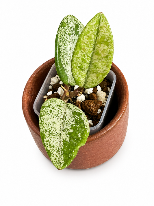 Hoya Wilbur Graves China