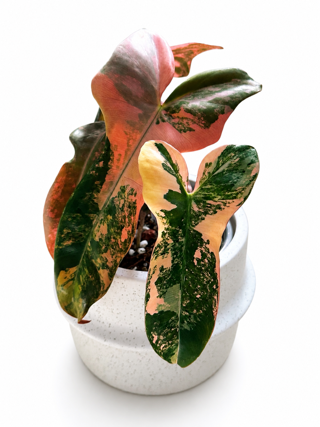 Philodendron Brown Beauty (Black Billietiae x Florida Beauty)