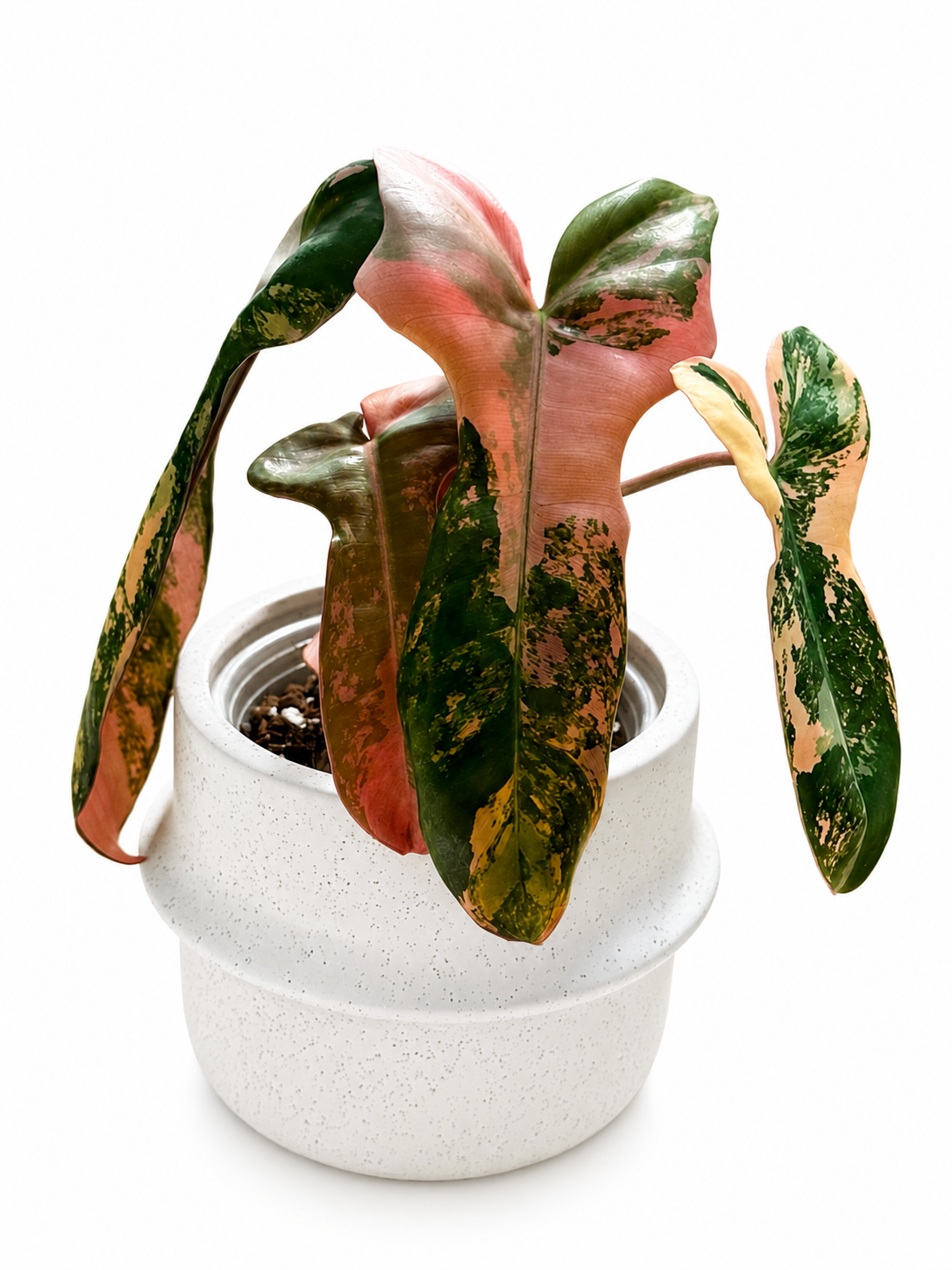 Philodendron Brown Beauty (Black Billietiae x Florida Beauty)