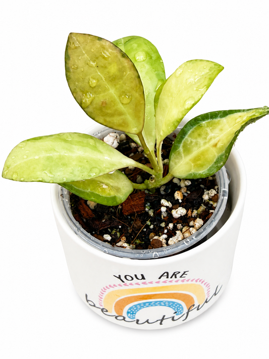 Hoya Elliptica Variegated