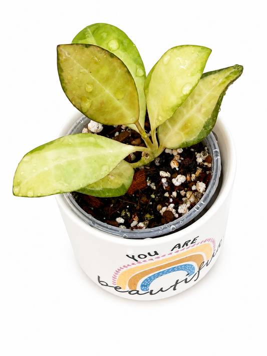 Hoya Elliptica Variegated