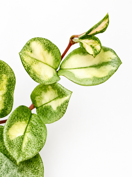 Hoya Argentea Princess Unrooted Cutting (1 node, 2 leaves)