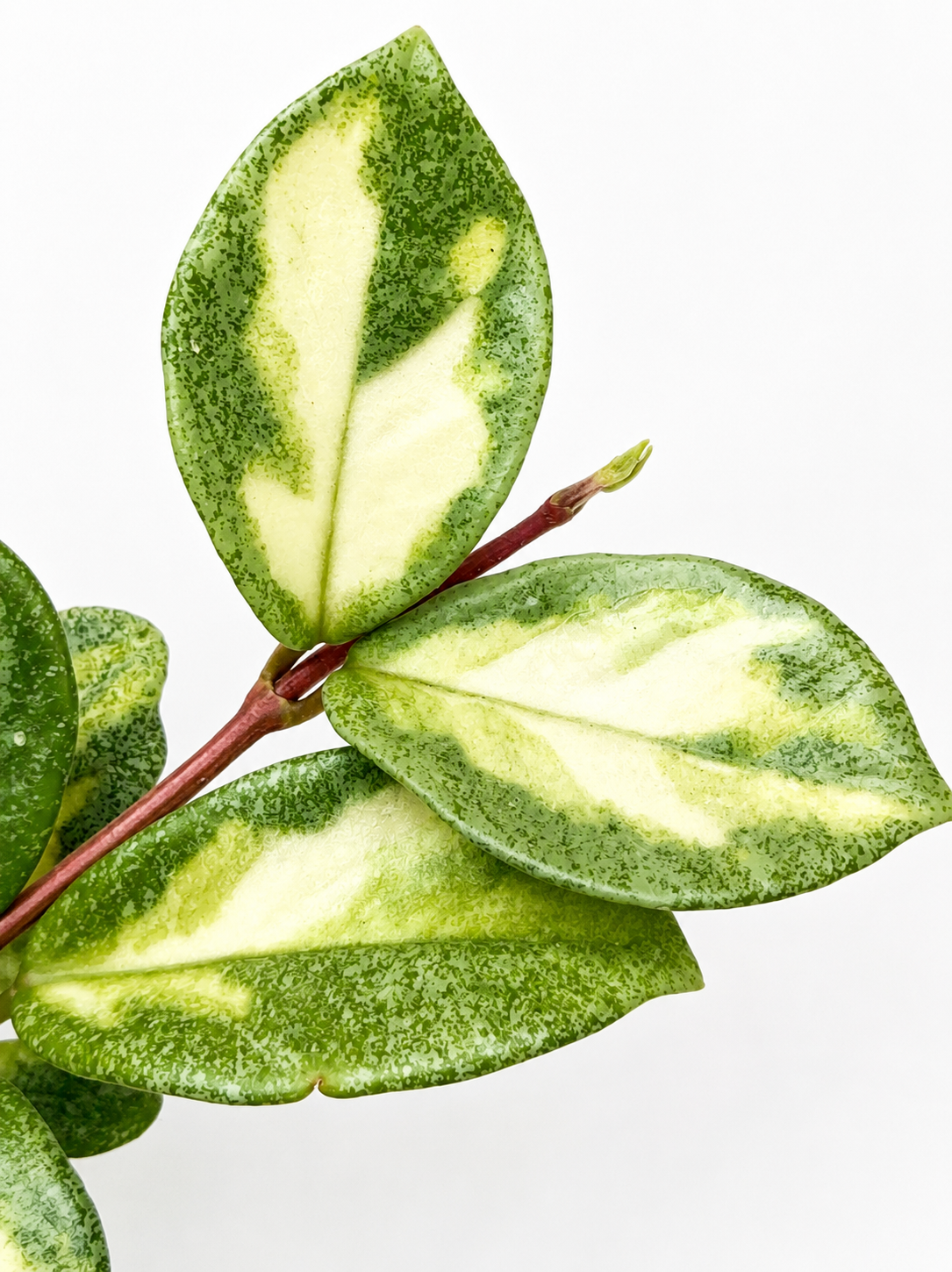 Hoya Argentea Princess Unrooted Cutting (1 node, 2 leaves)